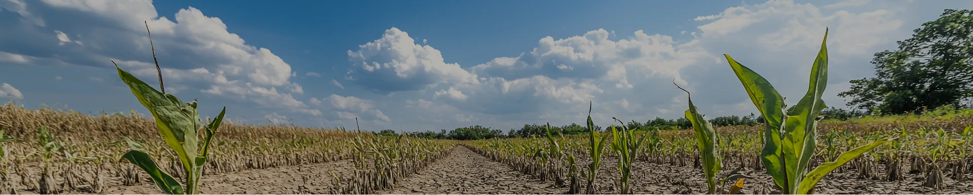 Learning Experience for Graduate Students Across LMICs